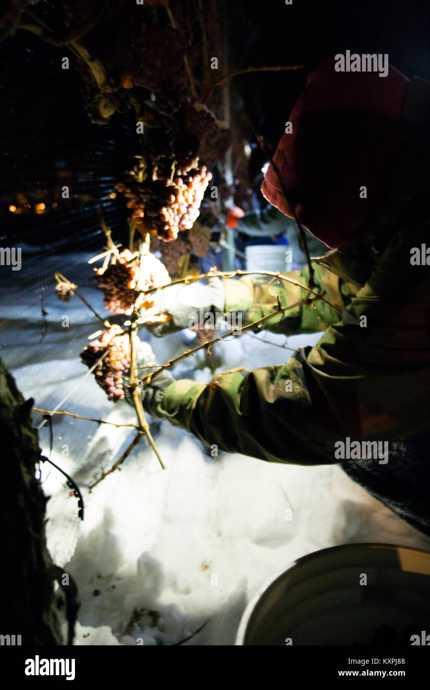 I lavoratori agricoli congelati di raccolta uva Gewurztraminer durante la notte per fare icewine. Foto Stock
