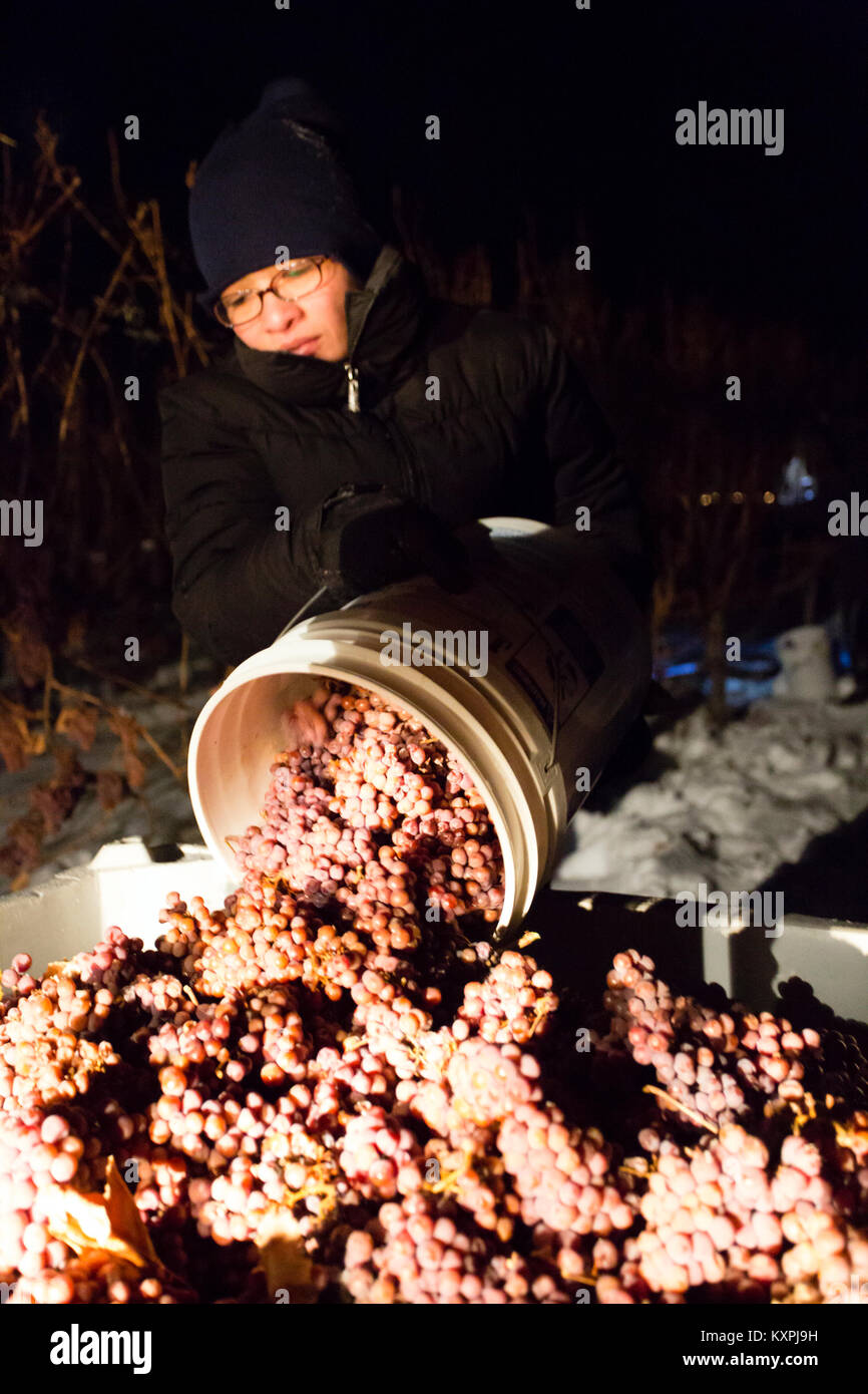 I lavoratori agricoli congelati di raccolta uva Gewurztraminer durante la notte per fare icewine. Foto Stock