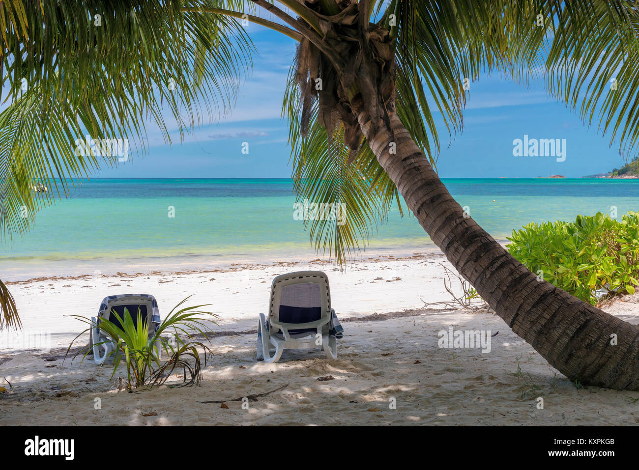 Palme esotiche spiaggia tropicale. Foto Stock