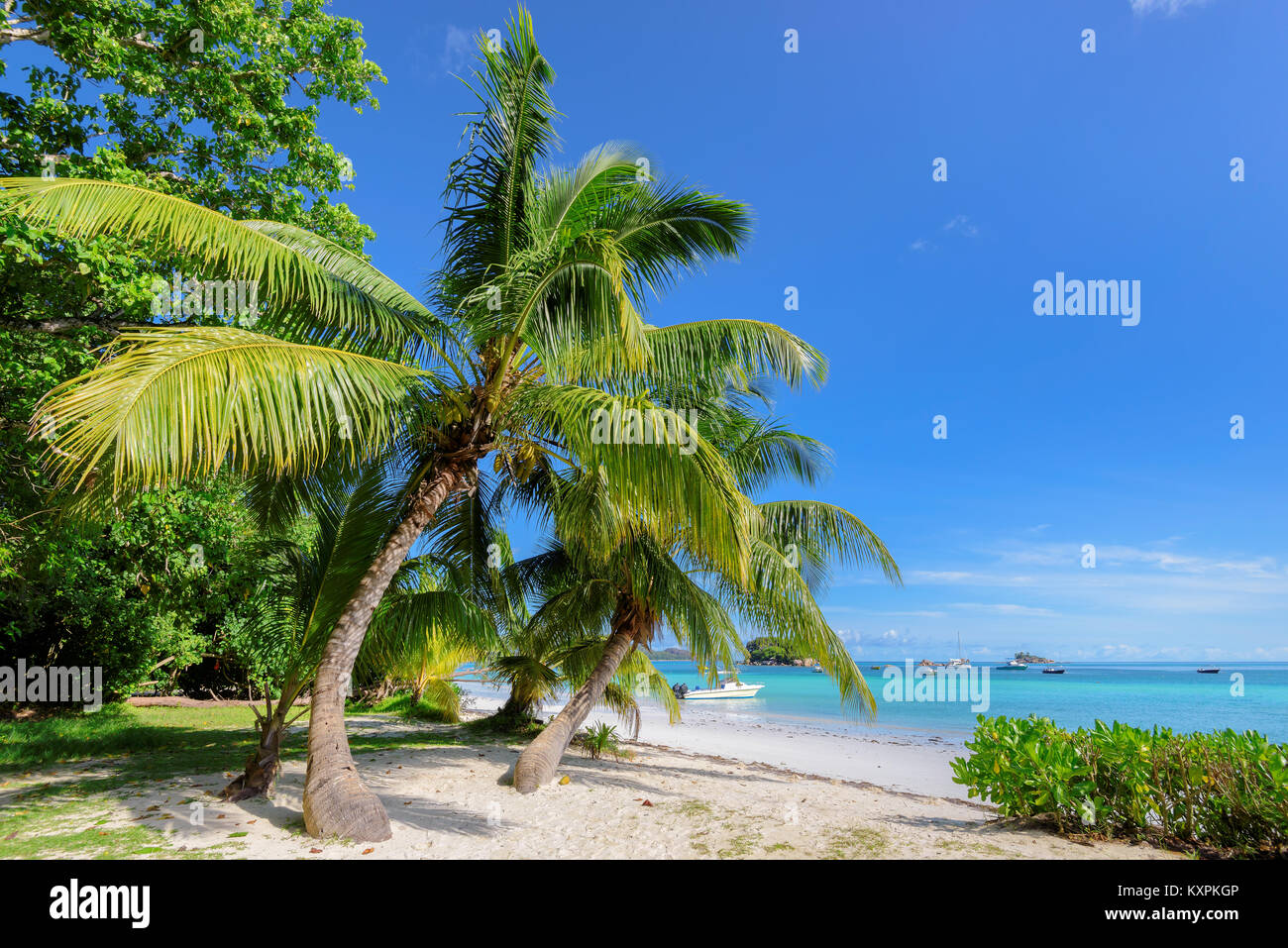Palme esotiche spiaggia tropicale. Vacanze estive e concetto di vacanza sfondo. Foto Stock