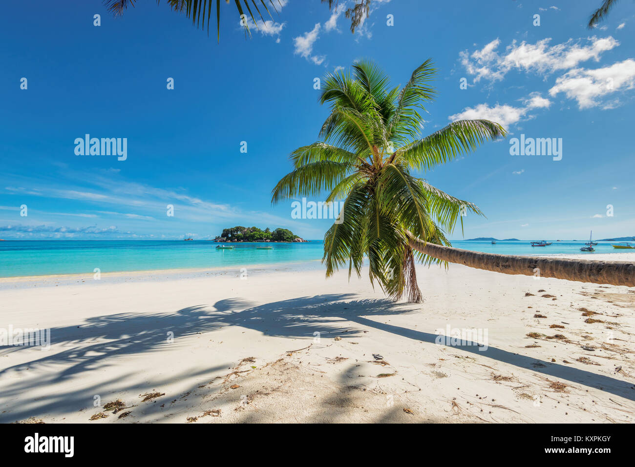 Palme esotiche spiaggia tropicale. Foto Stock