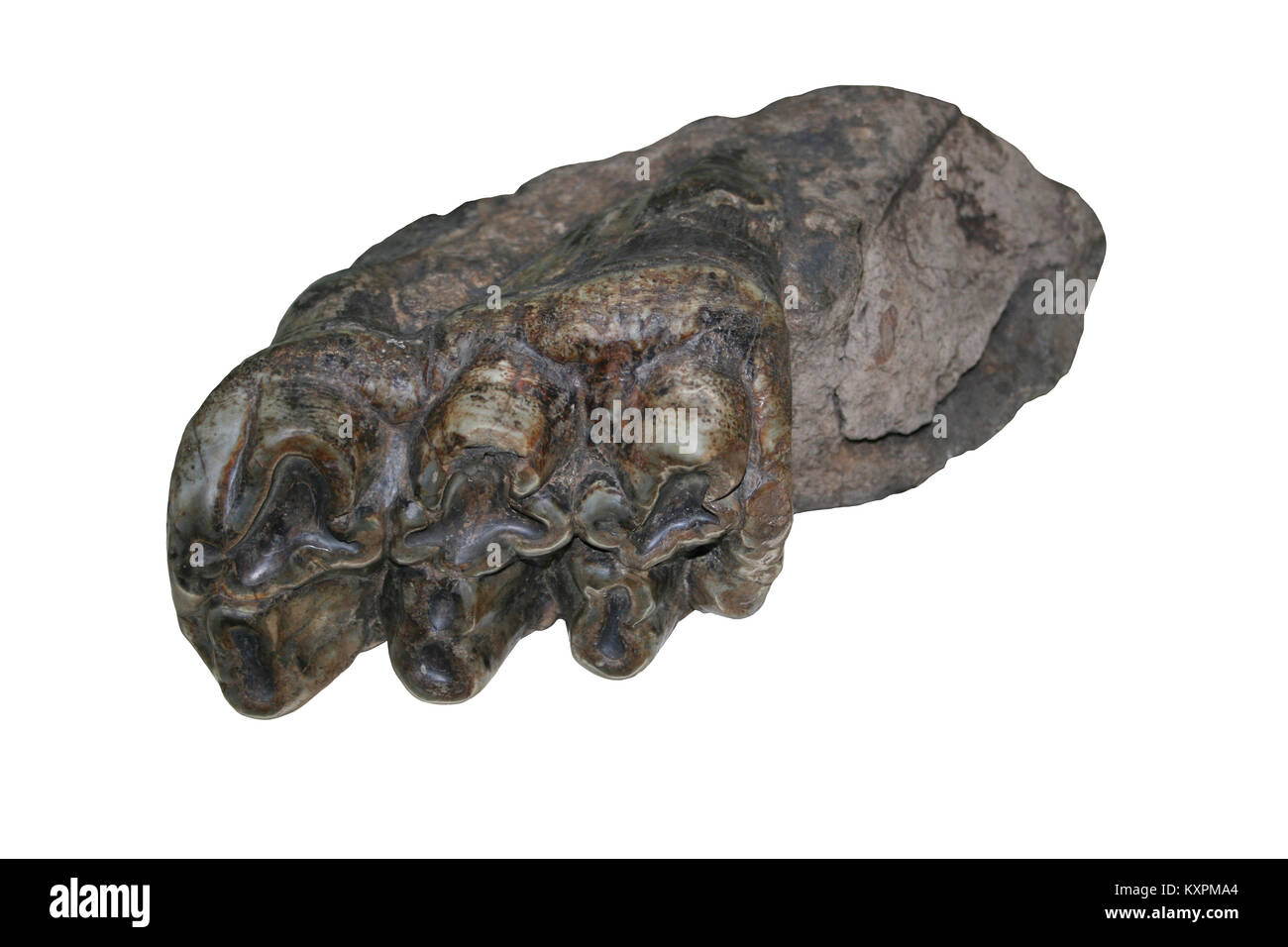 Mandibolari e dei denti dell'estinto Gomphothere Cuvieronius hyodon relativa di giorno moderno elefanti Foto Stock