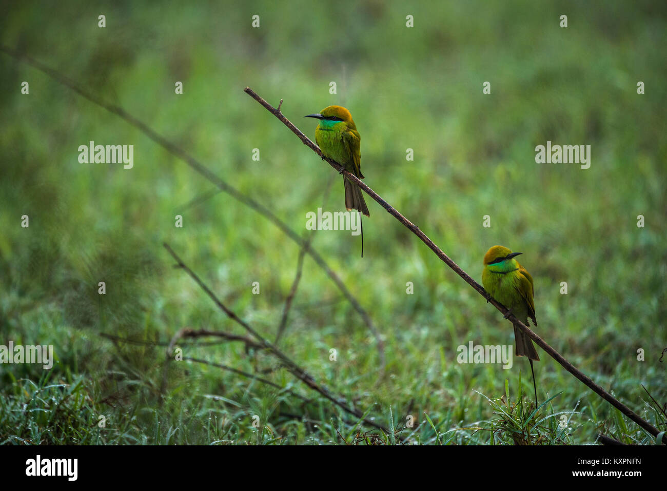 Due verdi bee eater uccelli a caccia di api al mattino Foto Stock