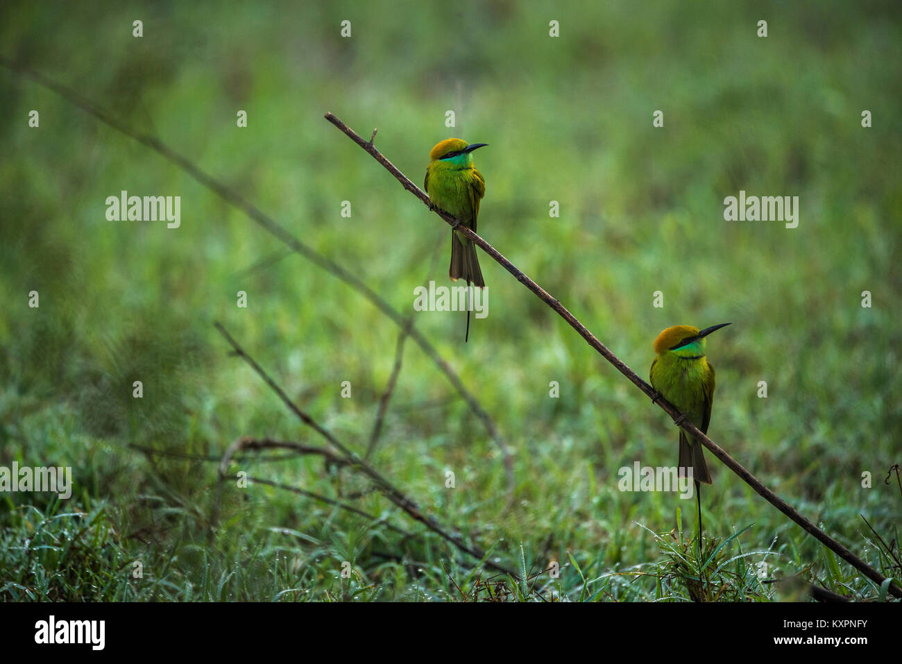 Due verdi bee eater la caccia degli uccelli insieme per le api di mattina Foto Stock
