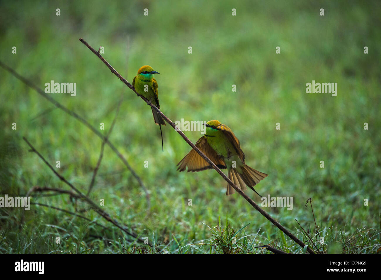 Due verdi bee eater uccelli api di caccia al mattino Foto Stock