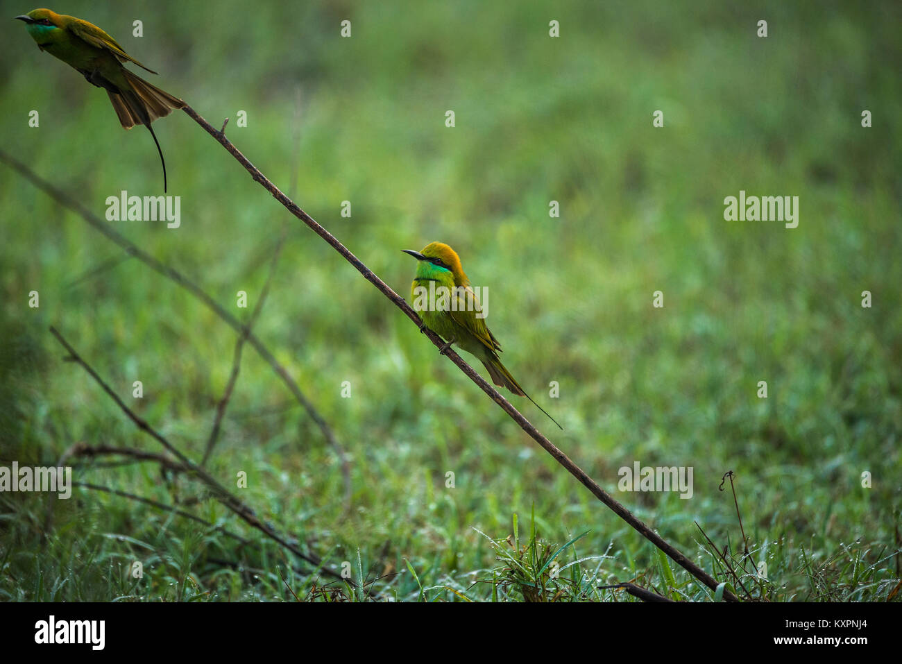Green bee eater uccelli a caccia di api al mattino Foto Stock