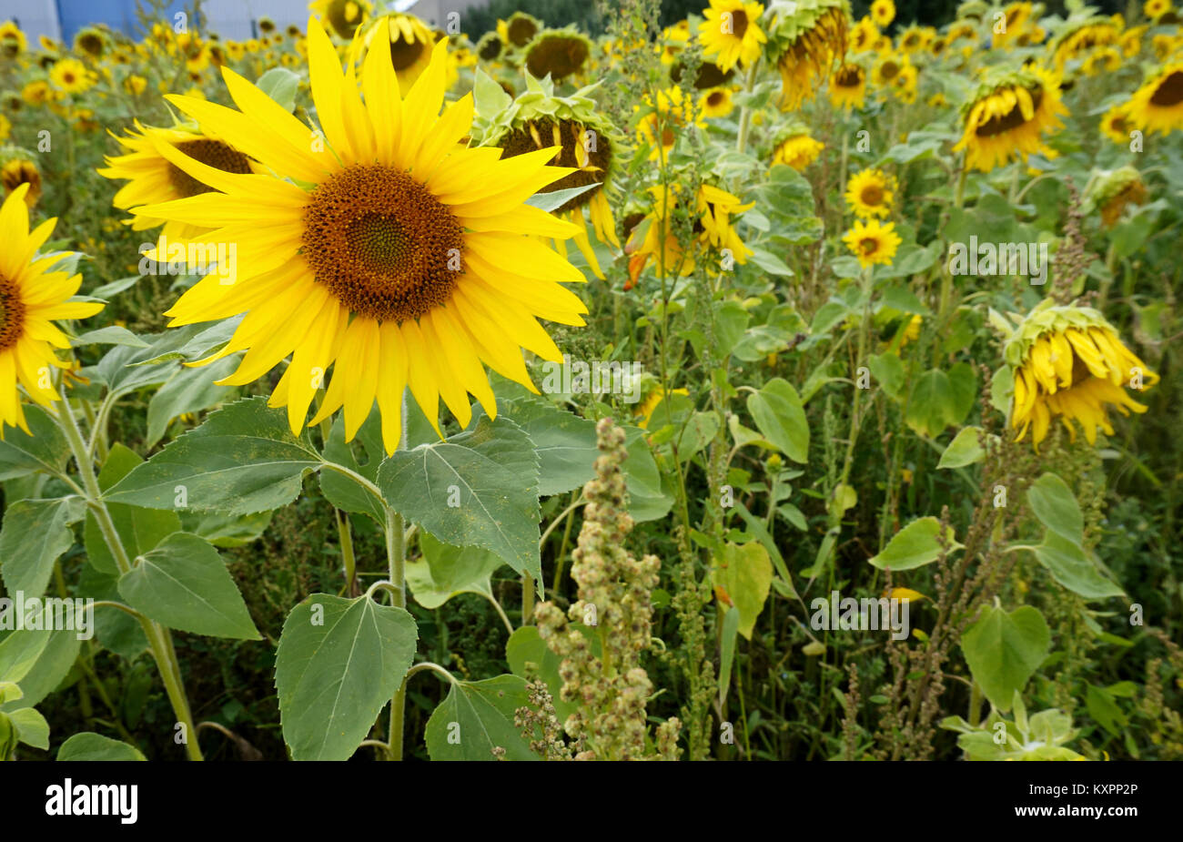 Grande sole giallo girasole, semi di fiori Foto Stock