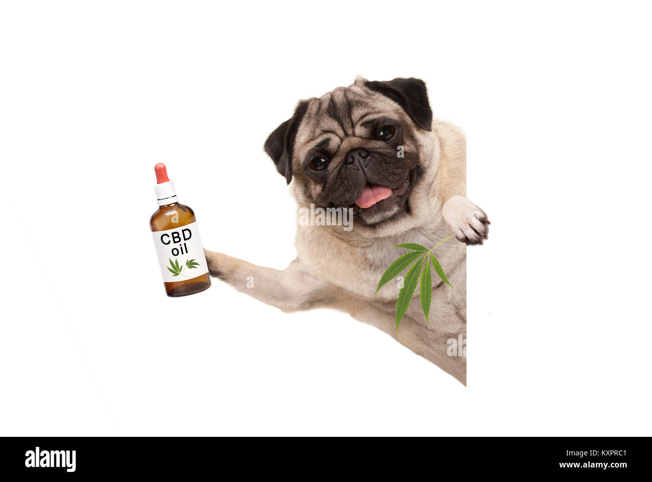 Carino sorridente pug cucciolo di cane tenendo in mano una bottiglia di olio di CBD e marijuana la canapa foglia, isolati su sfondo bianco Foto Stock
