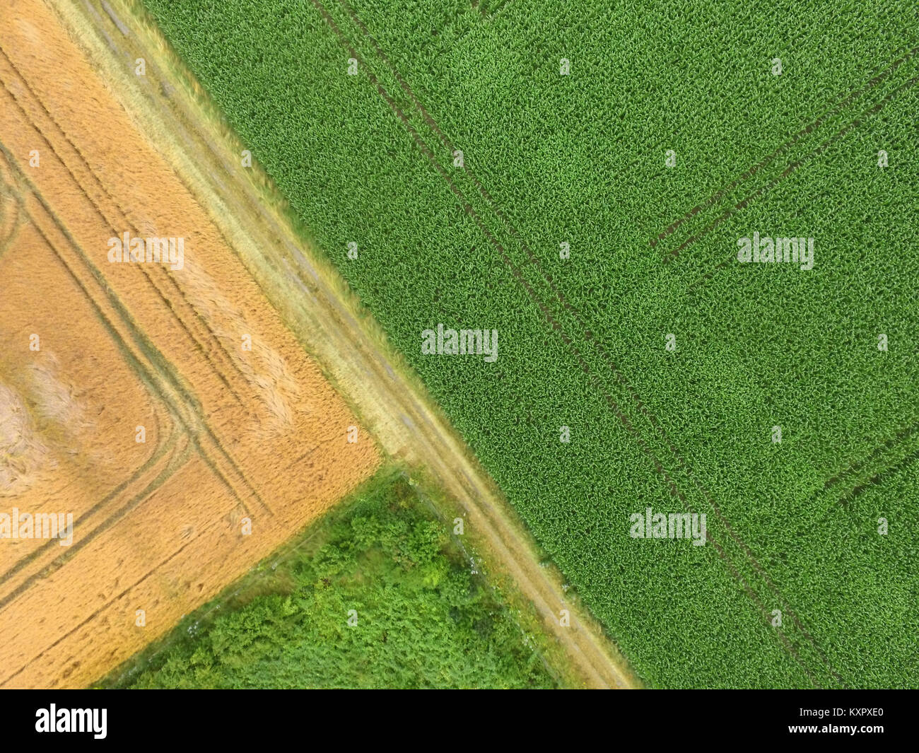 Abstract fotografia aerea di campi e di erbacce con verde e giallo le aree di rettangoli e triangoli, fatta da fuco Foto Stock