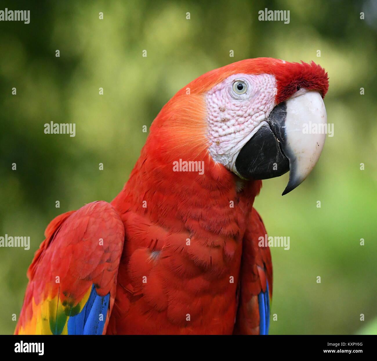 Scarlet Macaw (Ara macao) profilo Foto Stock