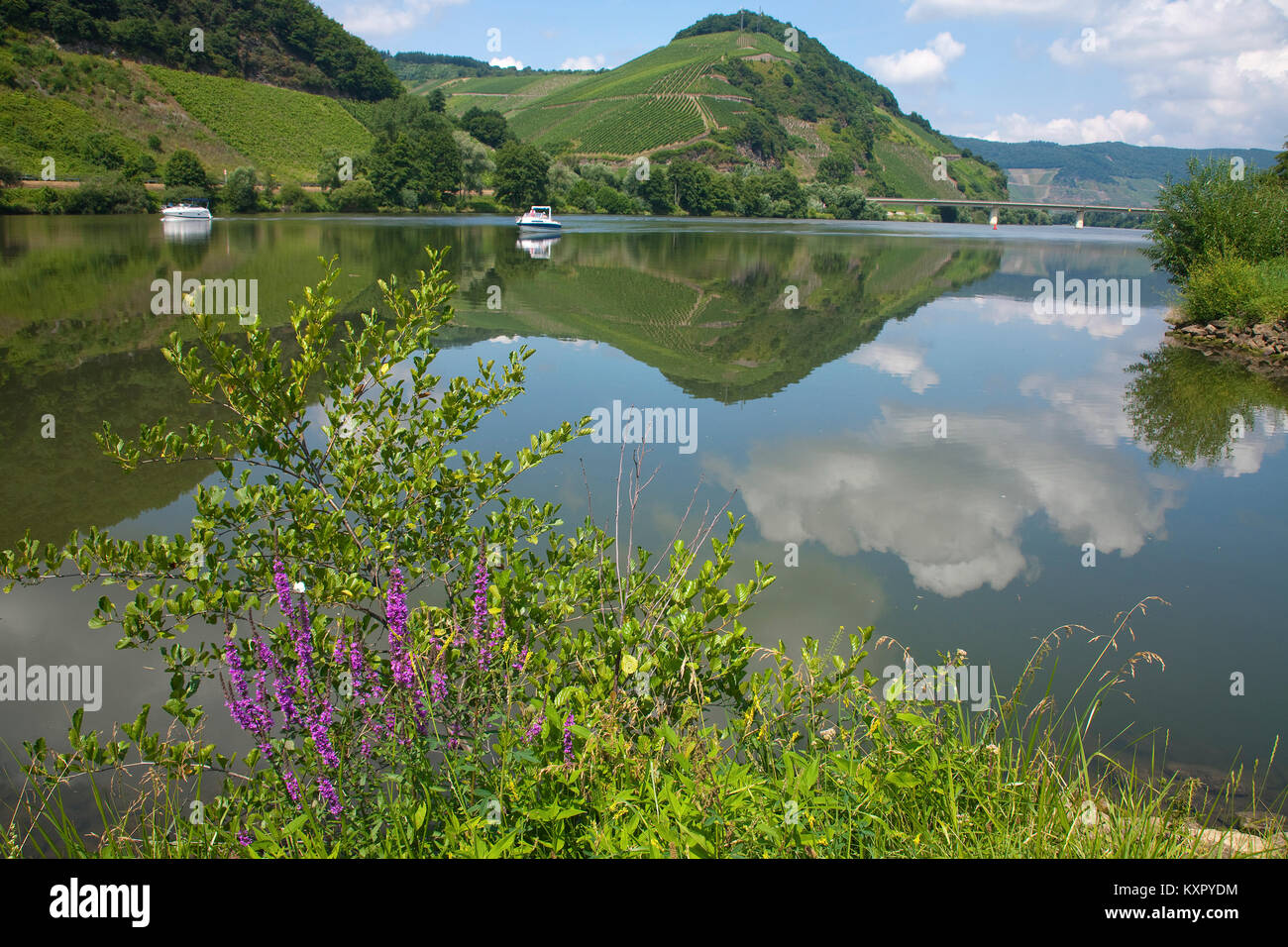 Barche a motore sul fiume Moselle, shore con fiori selvatici, Neumagen-Dhron, Mosella, Renania-Palatinato, Germania, Europa Foto Stock