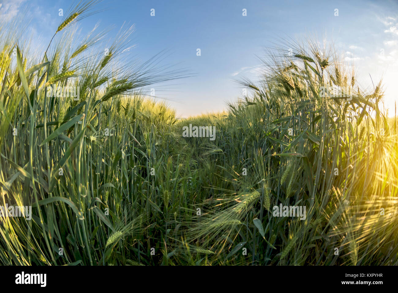 Modo attraverso i giovani di orzo, cielo blu su sfondo, campo di raccolto, agricoltura, alla luce del sole, effetto fisheye, Ucraina Foto Stock