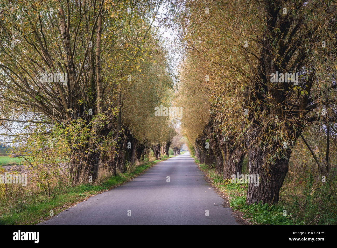 Strada tra gli alberi di salice vicino a Zelazowa Wola villaggio in Polonia, luogo di nascita del compositore polacco Frédéric Chopin Foto Stock