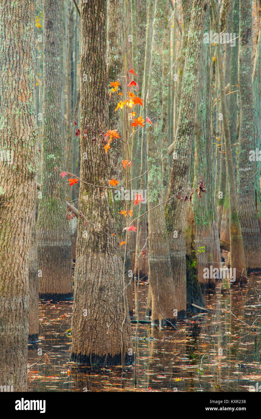 Cipresso calvo (Taxodium distchum) & Pond Cypress (Taxodium ascendens), Cypress swamp, SC, Stati Uniti d'America, da Bill Lea/Dembinsky Foto Assoc Foto Stock