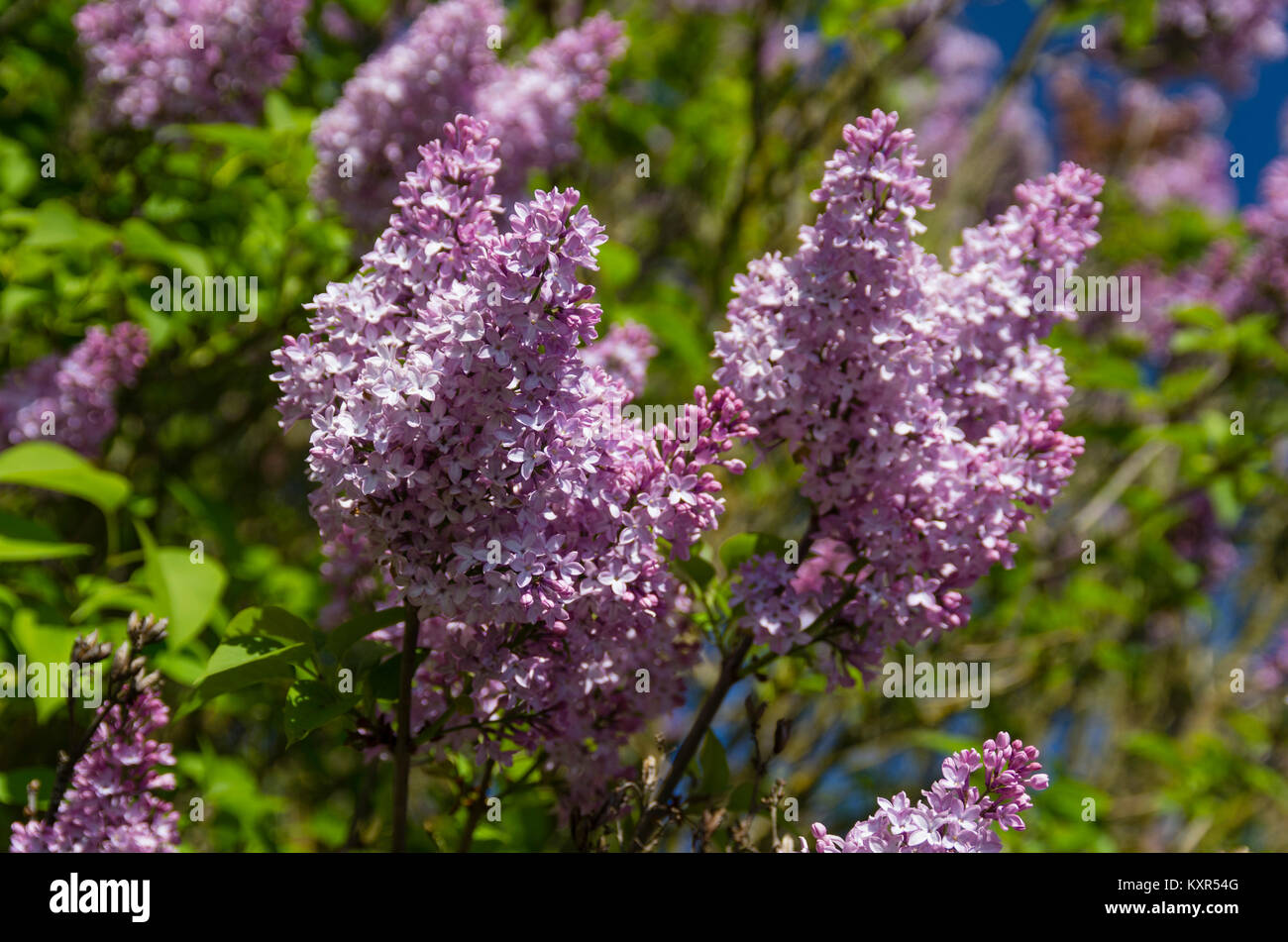 Fiori lilla in pieno fiore a Hulda Klager Giardino lilla. Bosco, Stati Uniti di Washington Foto Stock