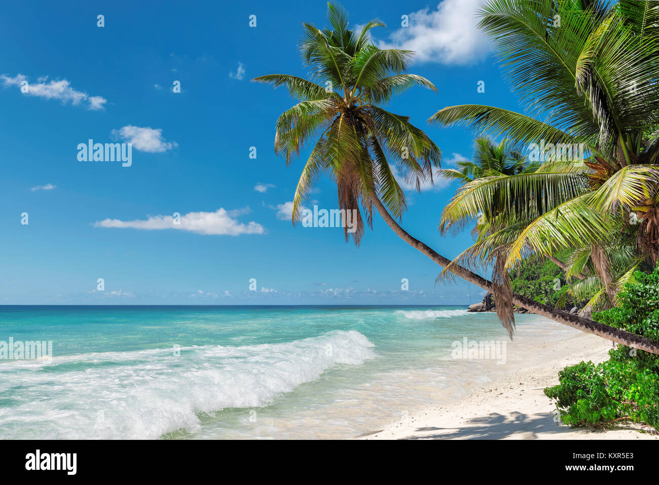 Palme esotiche spiaggia tropicale. Vacanze estive e concetto di vacanza sfondo. Foto Stock