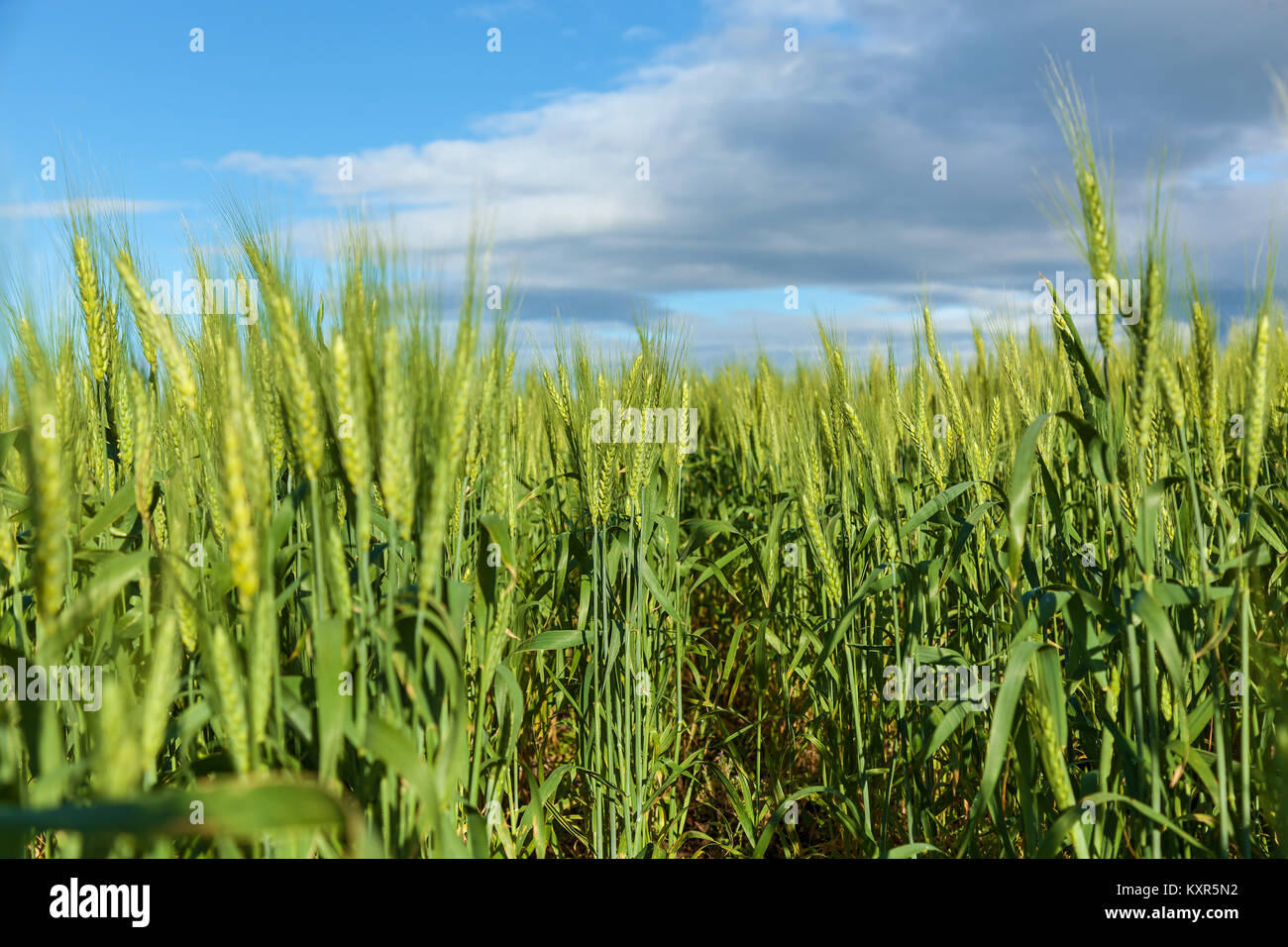 Giovani verde Grano spike sul cielo blu sullo sfondo. Spikelets verde di grano.viaggio in Georgia Foto Stock