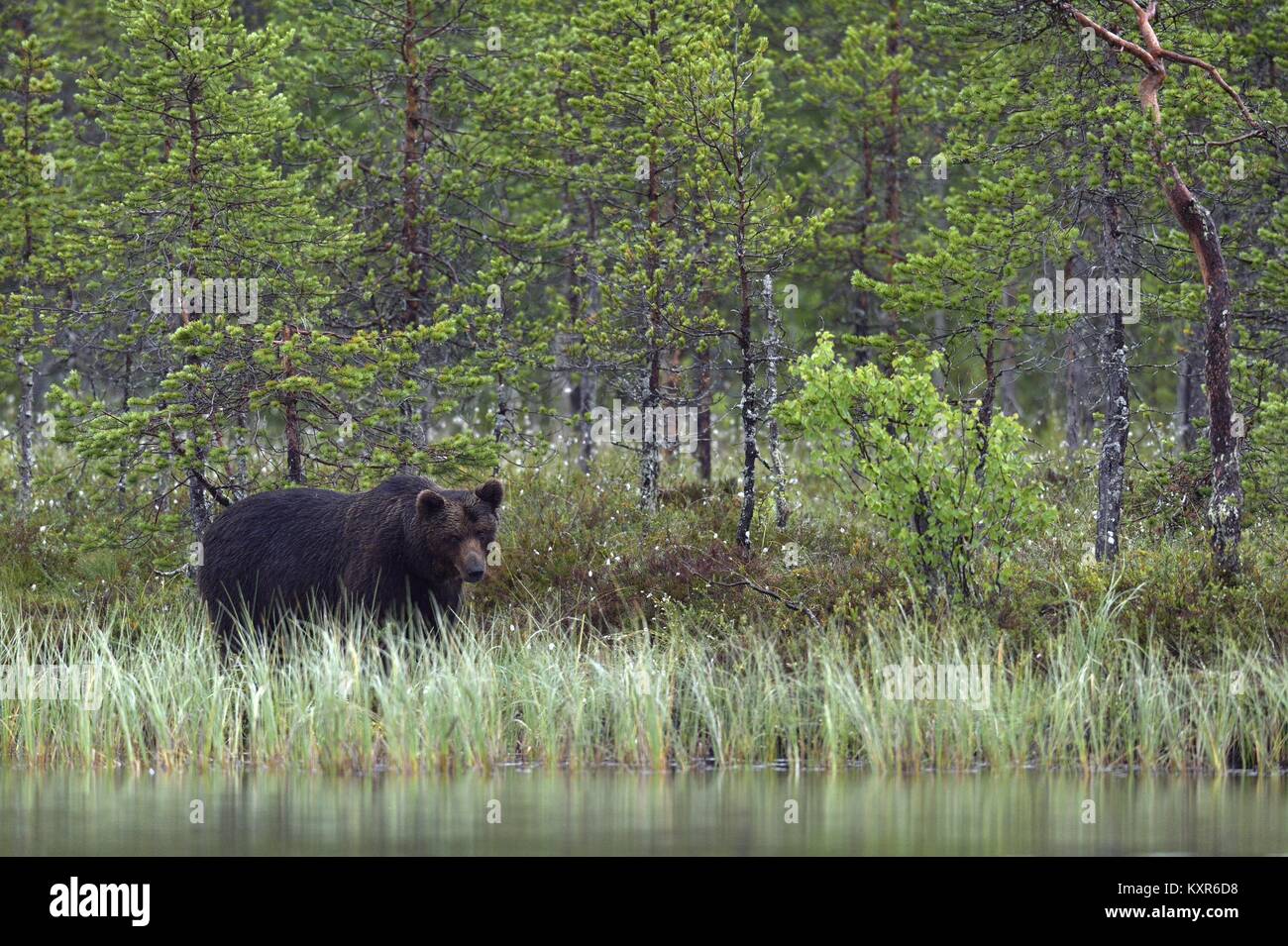 Wild orso bruno ( Ursus arctos ) nel crepuscolo nella Foresta estate l'acqua. Verde sfondo naturale Foto Stock