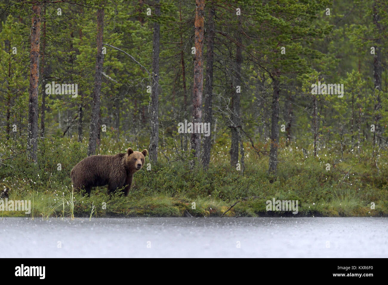 Wild orso bruno ( Ursus arctos ) nel crepuscolo nella Foresta estate l'acqua. Verde sfondo naturale Foto Stock