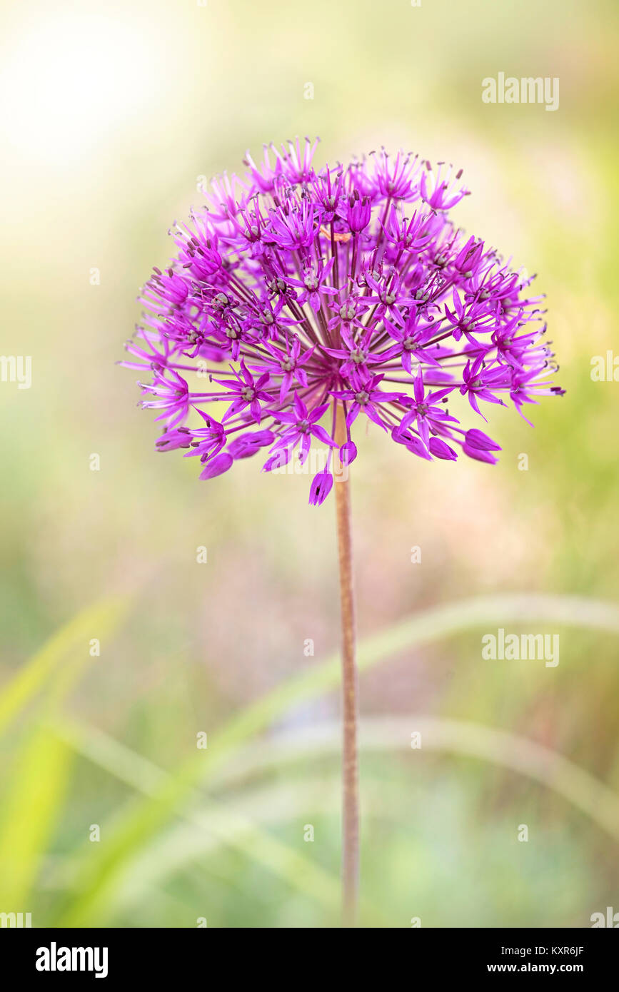 Close-up immagine di un singolo, estate fioritura viola Allium fiore Foto Stock