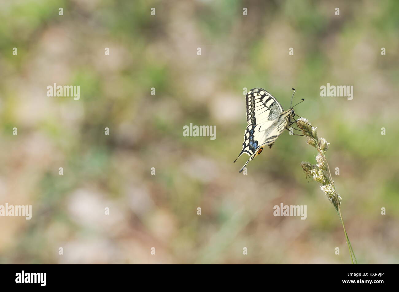 Il giallo del Vecchio Mondo a coda di rondine Papilio Machaon farfalla Foto Stock
