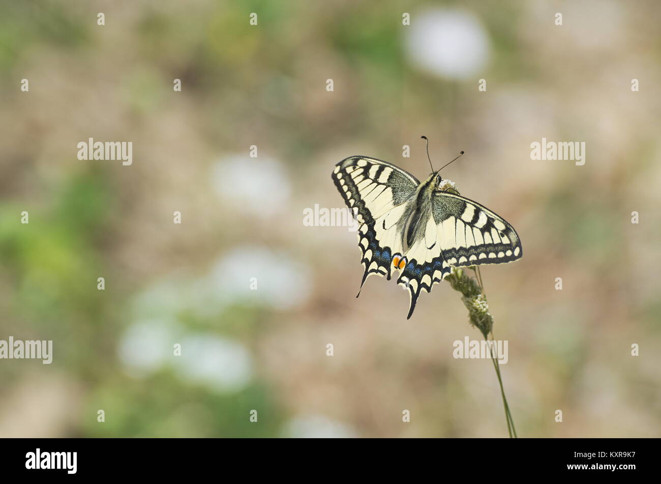Il giallo del Vecchio Mondo a coda di rondine Papilio Machaon farfalla Foto Stock