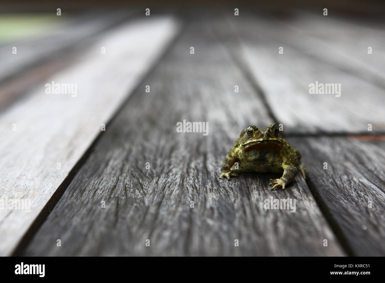 Toad guardando a voi Foto Stock