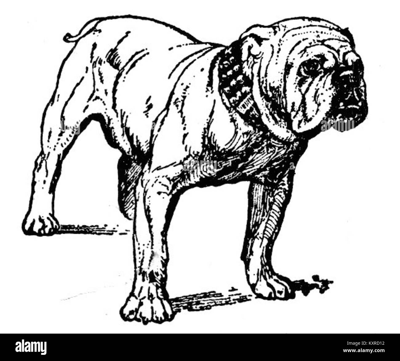Questa immagine raffigura la razza Bulldog, nota per la sua struttura muscolare, il caratteristico viso rugoso e la corta museruola. I Bulldog sono riconosciuti per il loro aspetto caratteristico e temperamento. Foto Stock