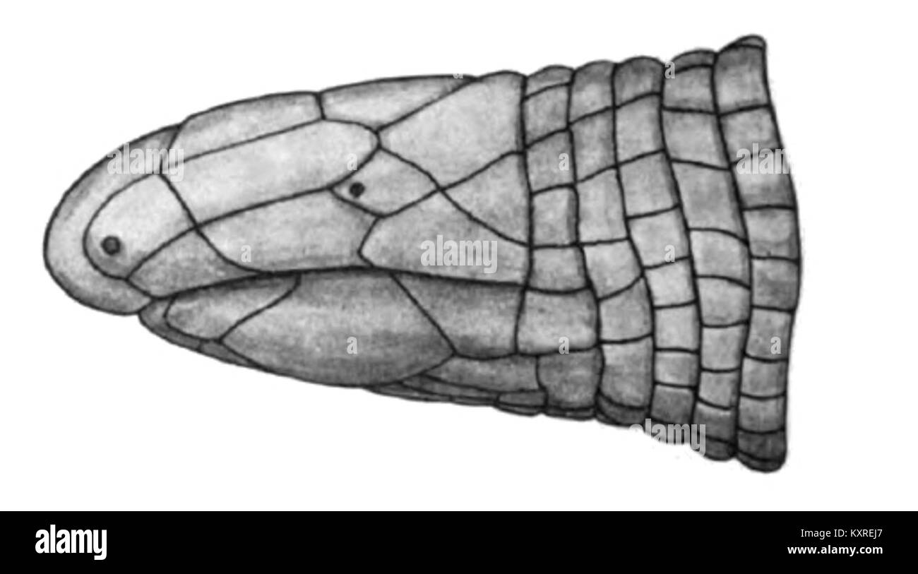 Vista laterale della specie di uccelli Cadea palirostrata, che mostra le caratteristiche anatomiche dettagliate della sua testa e del becco utilizzato per l'identificazione delle specie e lo studio ornitologico. Foto Stock