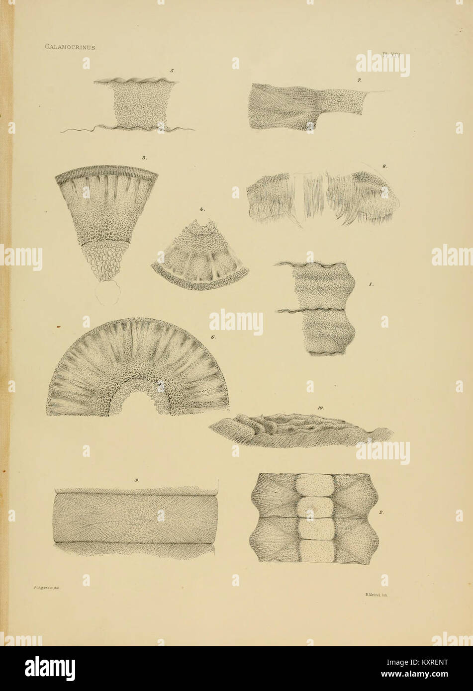 La serie 'CA,arelhos' è una collezione di opere in uno specifico contesto artistico o storico, che rappresentano le tradizioni artistiche europee o latinoamericane dell'inizio del XX secolo. Foto Stock