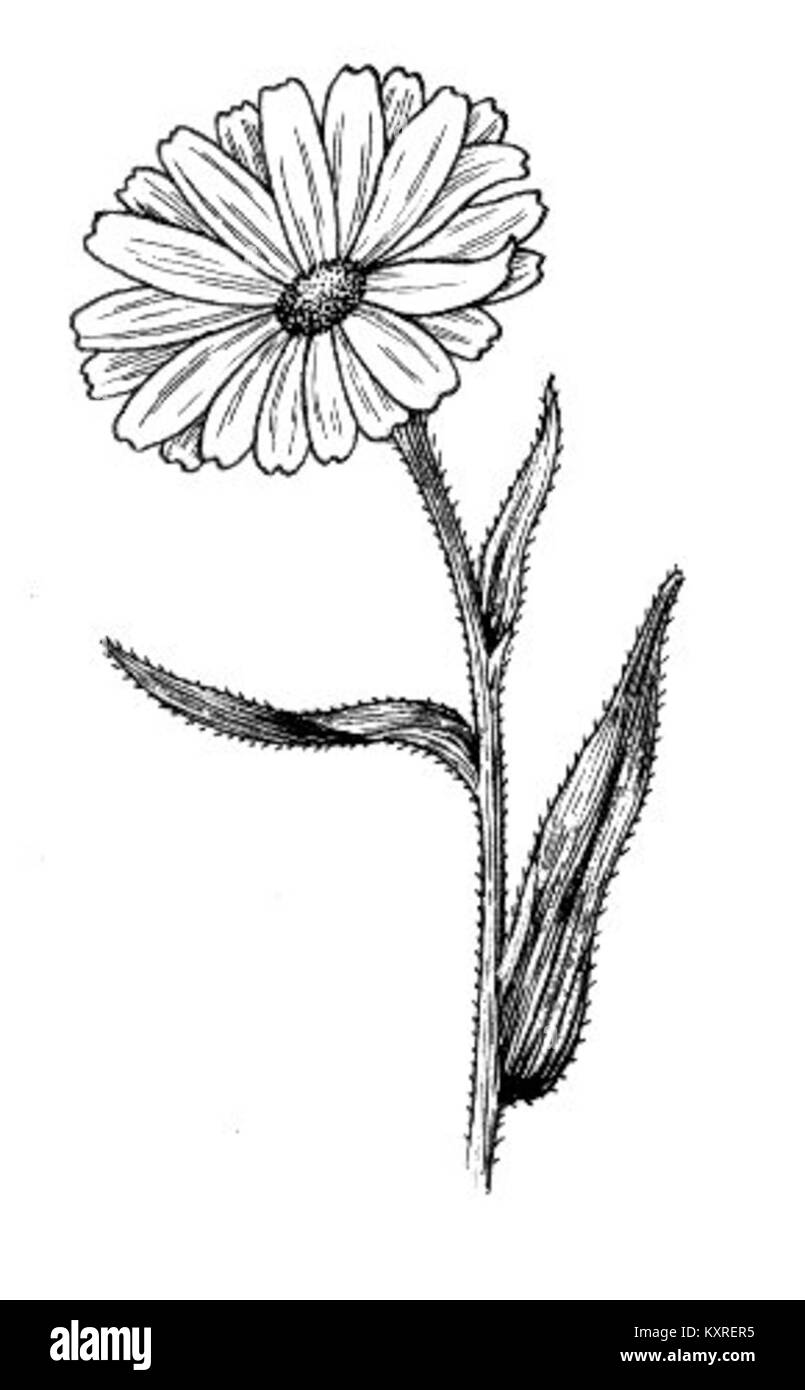 Calendula, un genere di piante da fiore della famiglia delle Asteraceae, è noto per i suoi usi medicinali e ornamentali. È ampiamente usato nei rimedi a base di erbe e nella cura della pelle. Foto Stock