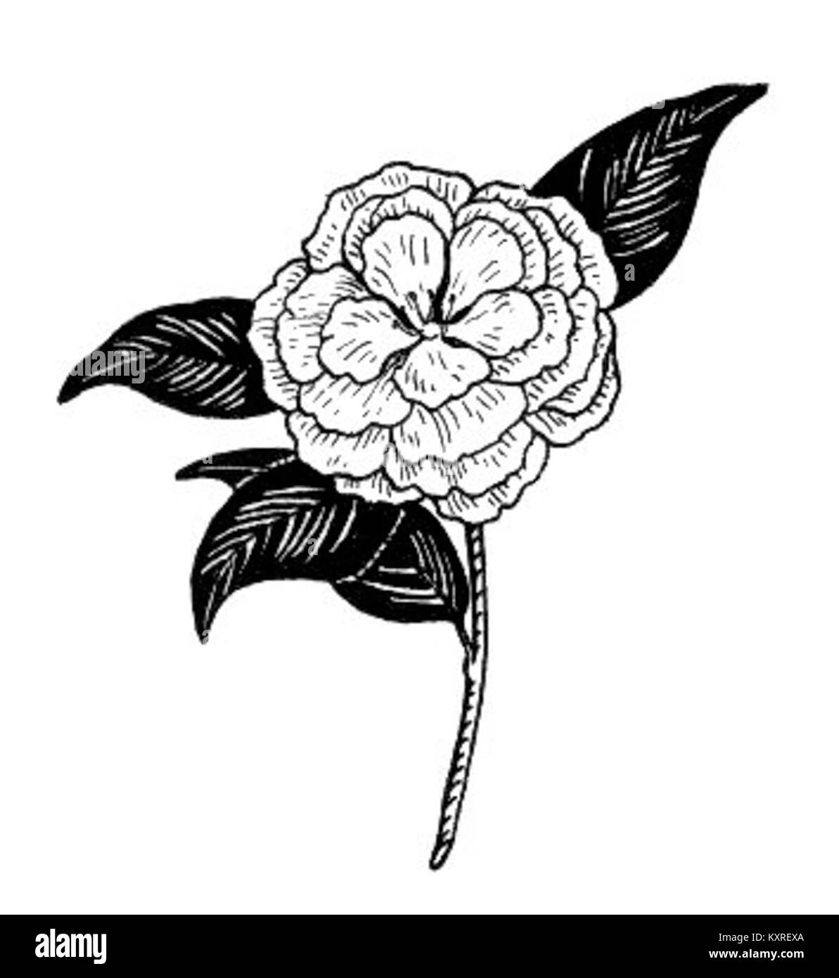 Fotografia di un fiore di camelia che mostra i suoi dettagliati petali e la struttura, che rappresenta un genere di piante in fiore originarie dell'Asia orientale e meridionale. Foto Stock