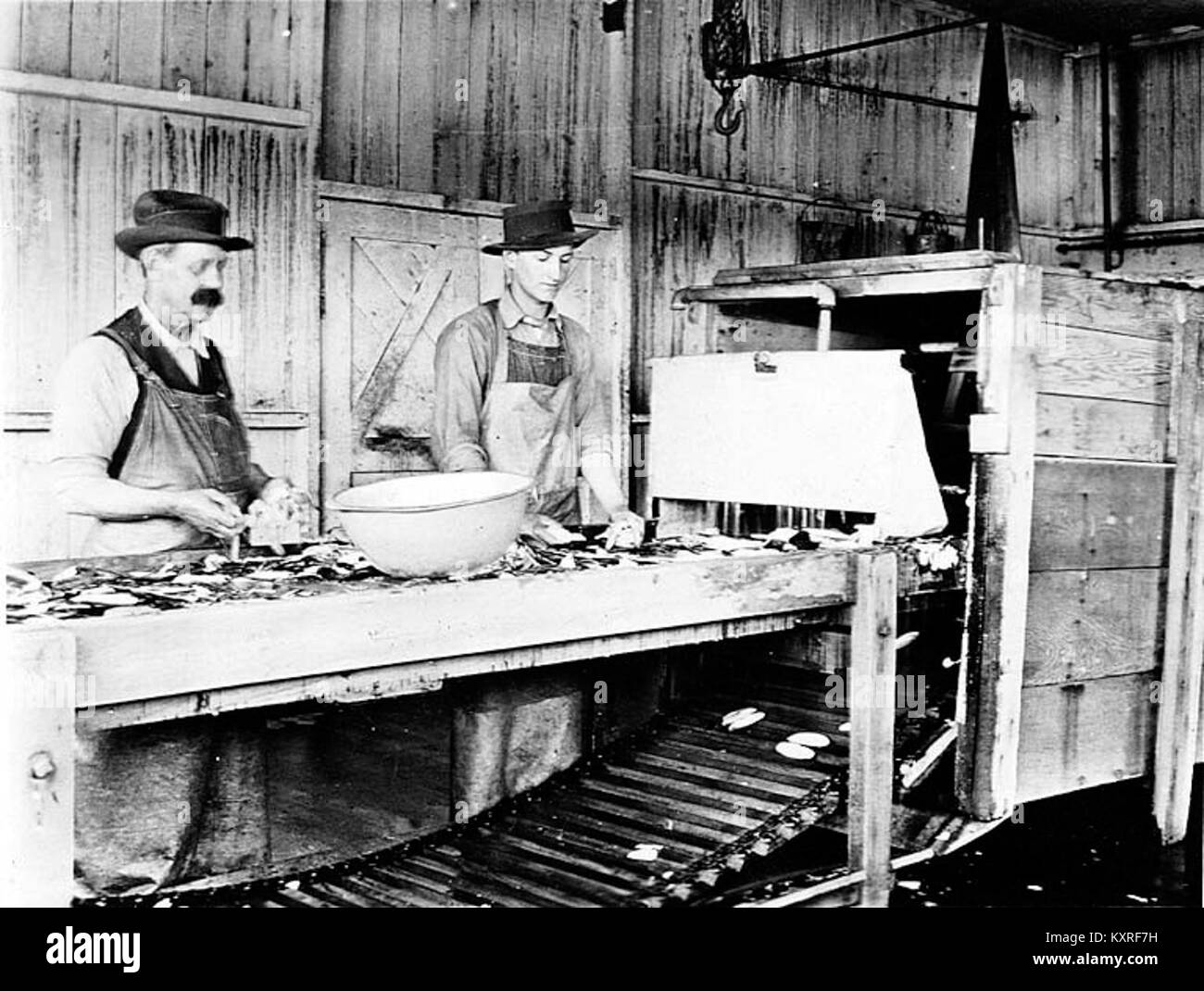 Una fotografia del 1915 dei lavoratori della Sea Beach Packing lavora a Copalis, Washington, che mostra il lavoro industriale dei primi anni del XX secolo nell'industria statunitense dell'inscatolamento del pesce, documentando le condizioni della fabbrica e l'organizzazione della forza lavoro. Foto Stock