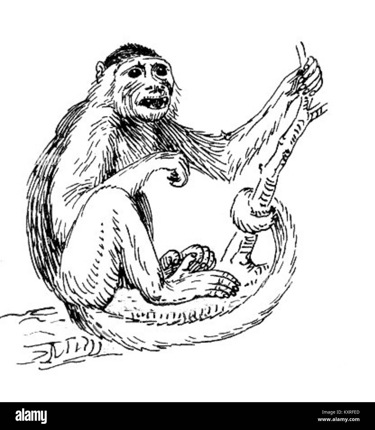 Un'immagine di una scimmia cappuccina, un piccolo primate del nuovo mondo nativo dell'America centrale e meridionale. Conosciuta per la sua intelligenza, la struttura sociale e l'adattabilità, questa specie abita le foreste tropicali ed è riconosciuta per il suo uso destroso di strumenti e capacità di risoluzione dei problemi. Foto Stock