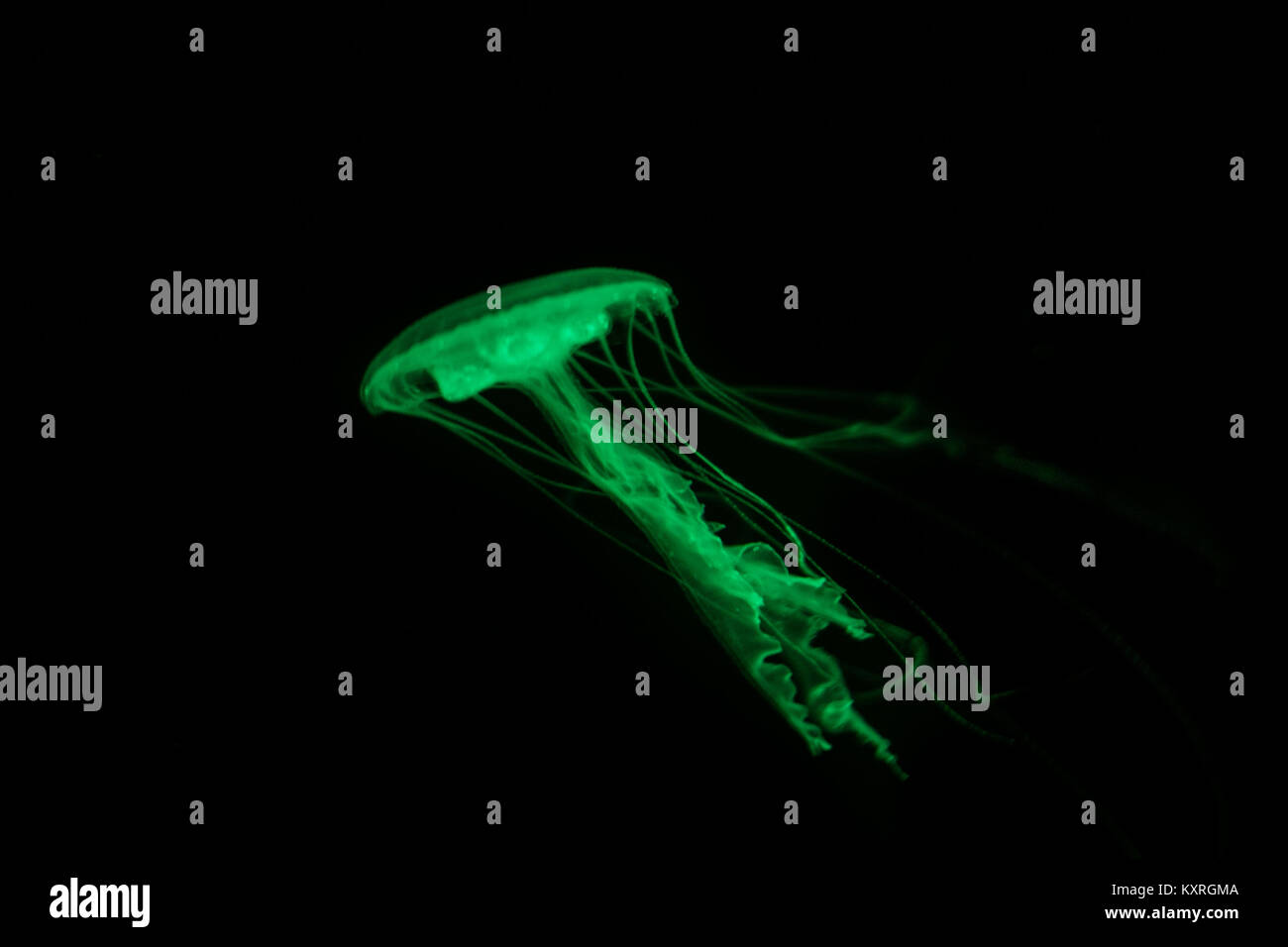 Meduse verdi su sfondo nero - fluorescente jelly fish - Foto Stock