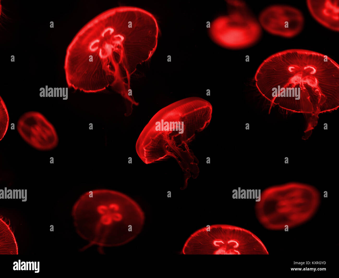 Meduse rosso su sfondo nero - Foto Stock
