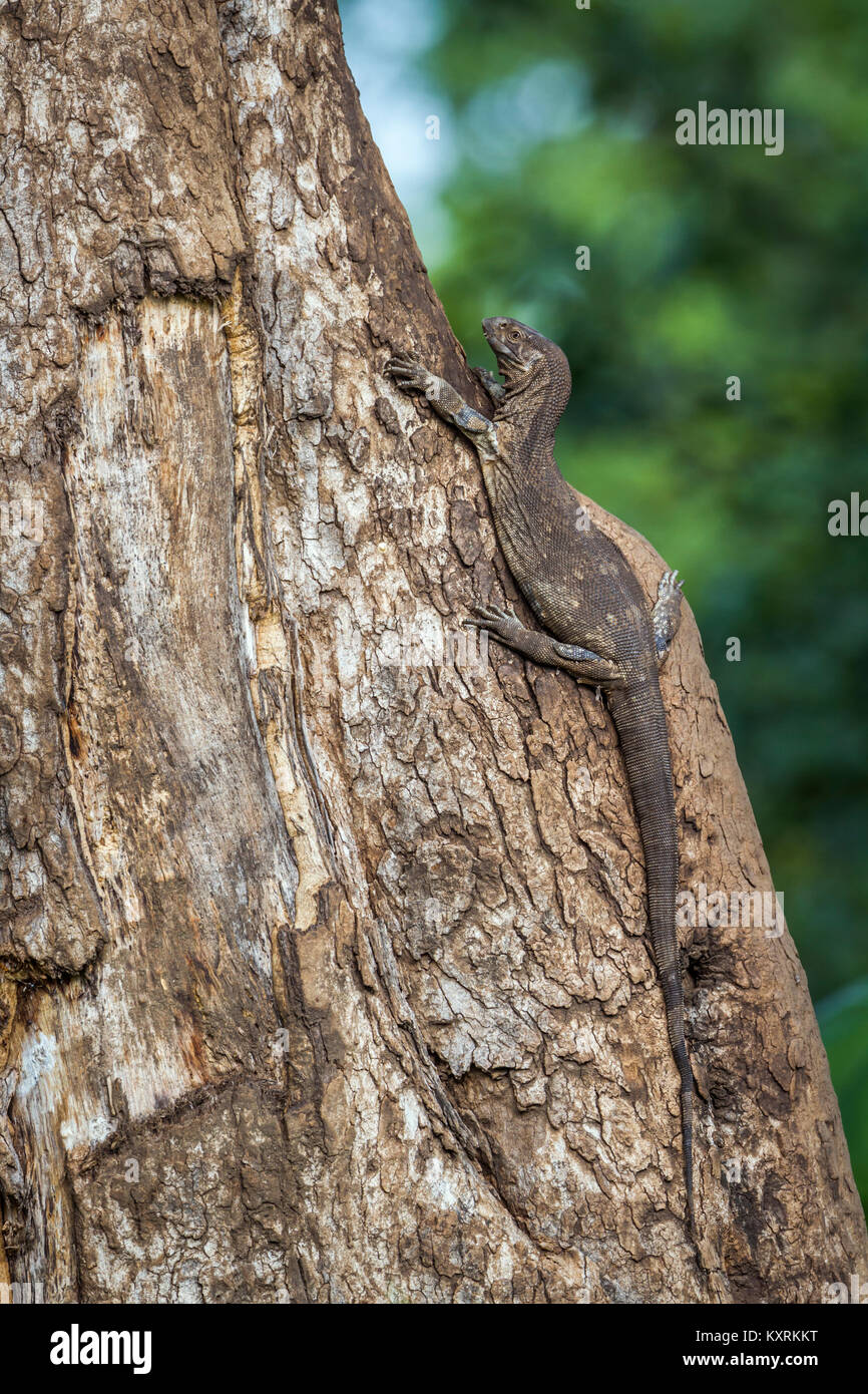 Monitor di roccia nel parco nazionale di Kruger, Sud Africa ; Specie Varanus albigularis famiglia di Varanidae Foto Stock