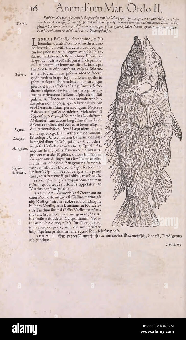 Pagina 16 dell'Historiae Animalium Liber II di Conrad Gesner, che mostra osservazioni scientifiche e illustrazioni dettagliate delle specie animali. Foto Stock