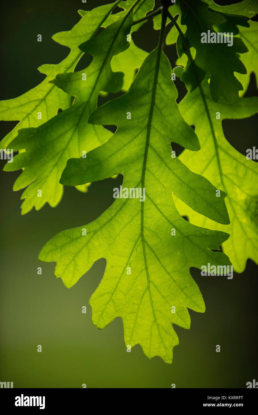 Foglie di Bur quercia (Quercus macrocarpa), il Dakota del Sud, Stati Uniti d'America, da Bruce Montagne/Dembinsky Foto Assoc Foto Stock