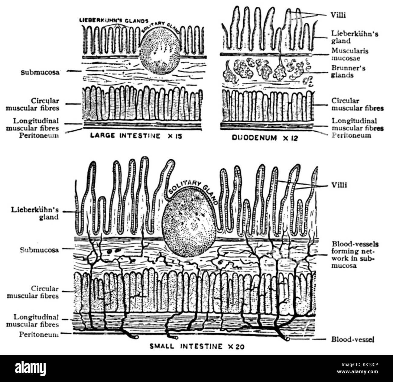 Un dettagliato diagramma anatomico dell'Encyclopedia Britannica del 1911 che illustra la struttura del canale alimentare, tra cui l'intestino tenue, l'intestino crasso e il duodeno, utilizzato per lo studio medico e biologico. Foto Stock