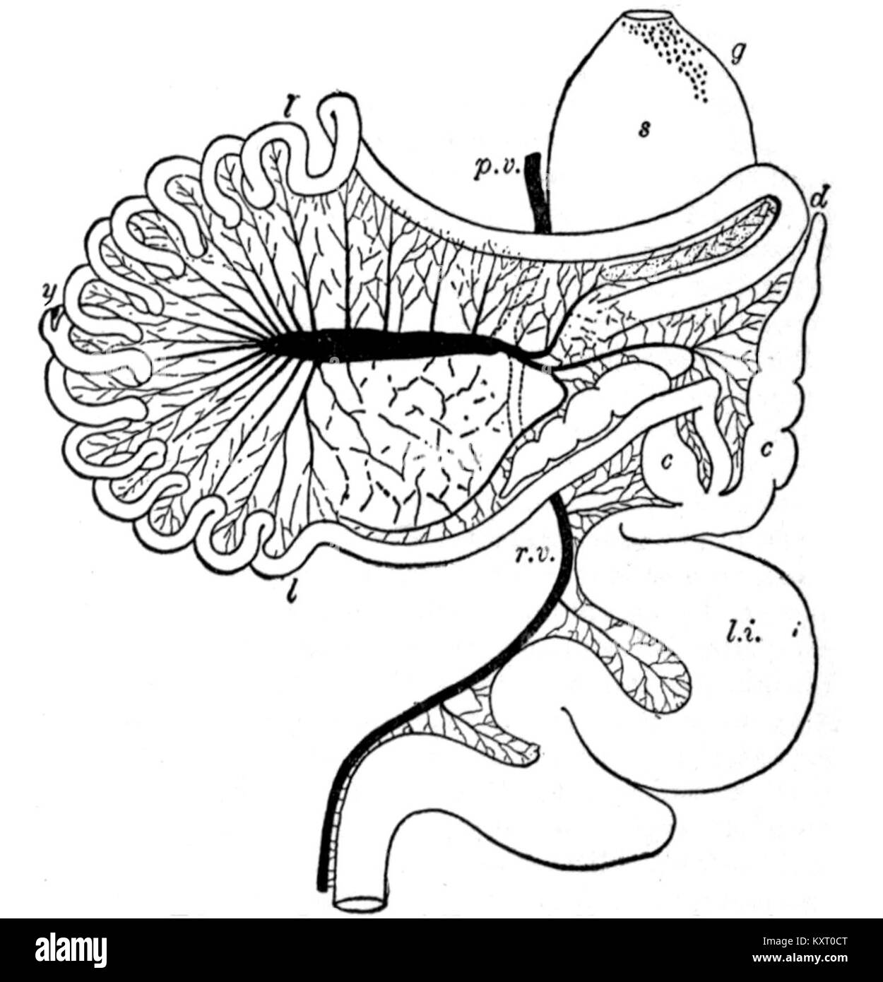 Un'illustrazione tratta dal libro di testo "EB" del 1911, raffigurante il tratto intestinale della Chauna chavaria, una specie di uccello, che mostra la sua anatomia. Foto Stock