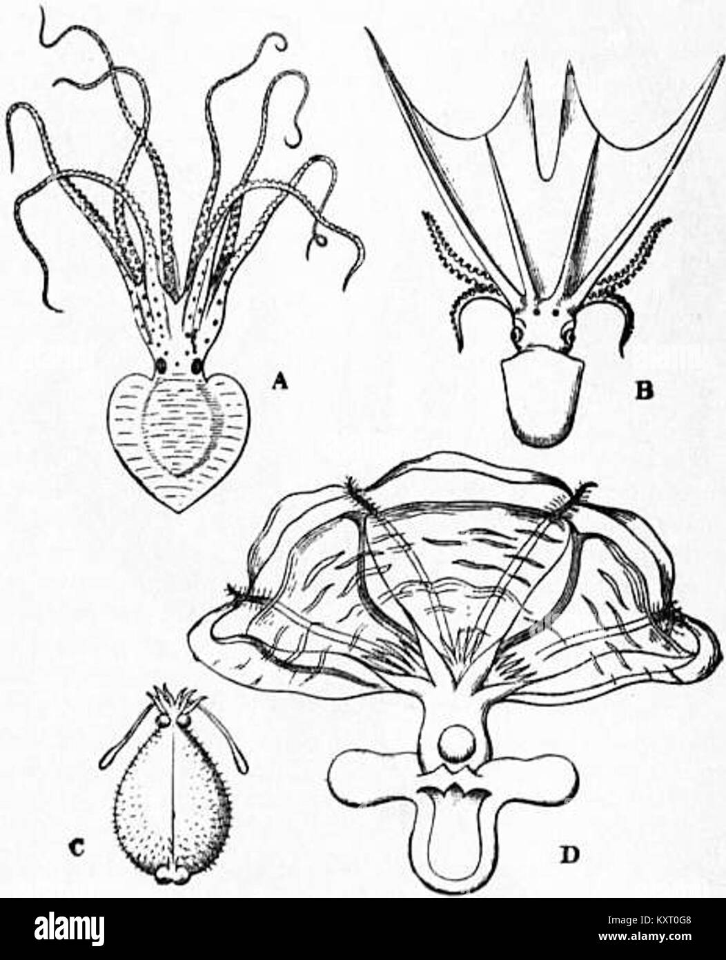 Questa illustrazione della Encyclopædia Britannica (1911) raffigura cefalopodi octopodi, animali marini noti per la loro intelligenza, adattabilità e struttura anatomica unica. Foto Stock
