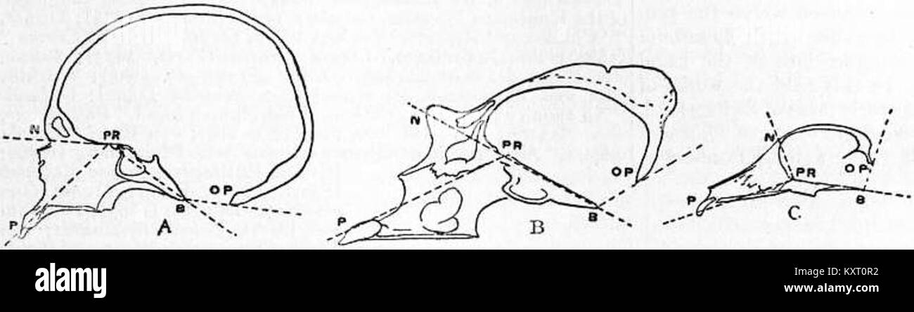 Un'illustrazione dell'Encyclopedia Britannica del 1911 che mostra misurazioni craniometriche di un nativo della nuova Gran Bretagna, gorilla e cane, confrontando angoli e strutture del cranio. Foto Stock