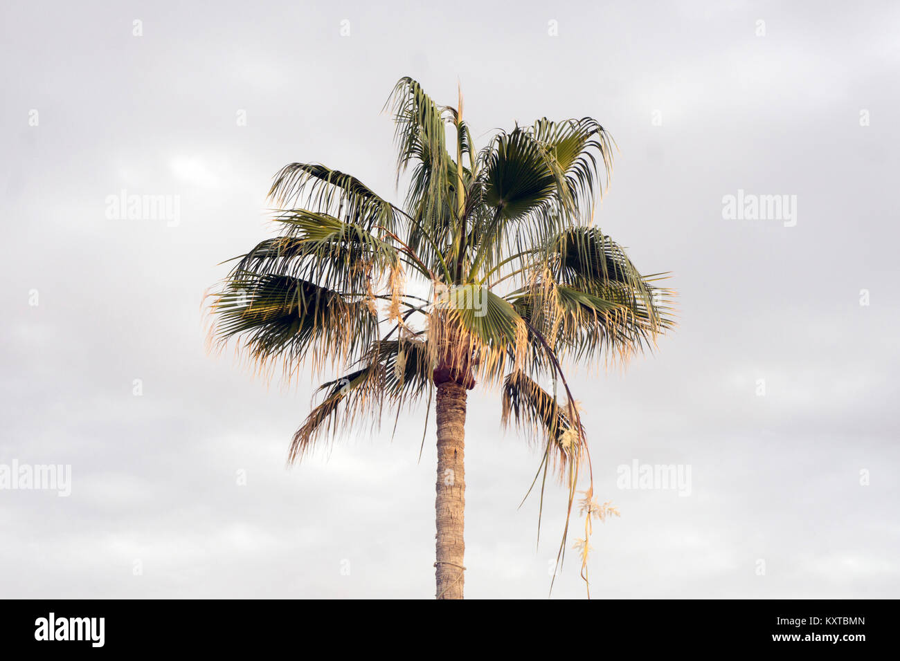 Lone Palm tree Brahea elegans tronco & ventola fronde sagomato illuminata dal sole di setting a Posada beach affacciato sul mare di Cortez San Carlos Sonora membro Messico Foto Stock