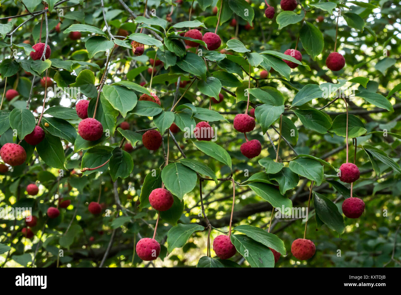 Rosso di bacche Frutta su Corniolo tree contro il verde delle foglie Foto Stock