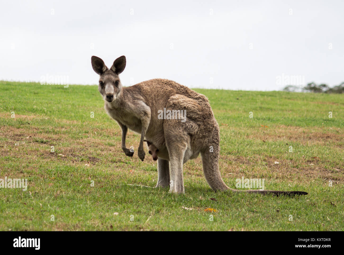 Nativi Australiani Kangaroo madre con bambino joey in una custodia in piedi in campo Foto Stock