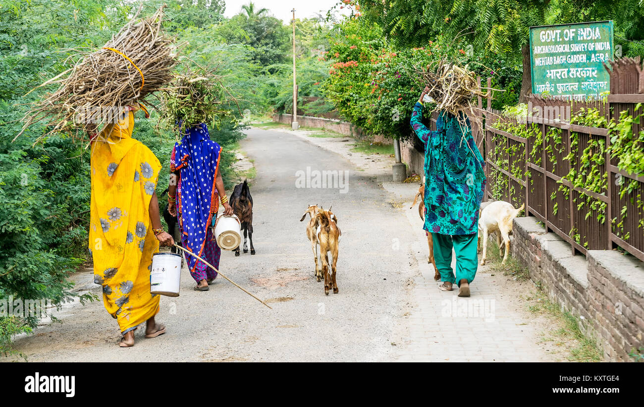 Le donne indiane in abiti tradizionali che trasportano fasci di legna da ardere in Agra, Uttar Pradesh, India Foto Stock