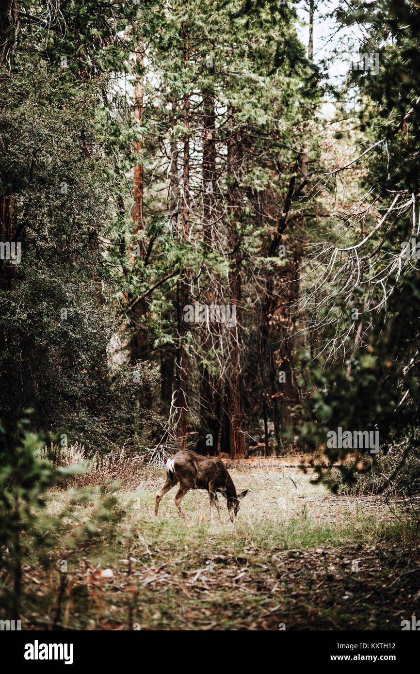 Visto nella natura Foto Stock