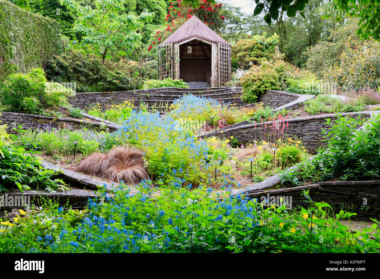 Tarda primavera vista del giardino ovali presso il Garden House, Buckland Monachorum, Devon, Regno Unito, con un fiume azzurro di Corydalis 'Tory Mp' in esecuzione attraverso Foto Stock
