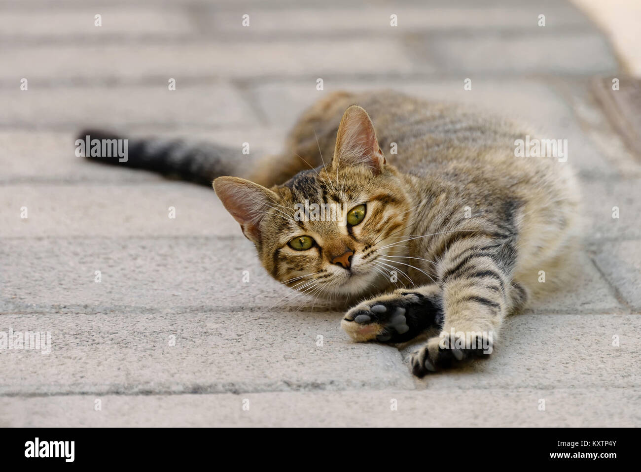 Carino tabby gattino si sente bene, giacenti e stretching su una strada sull'isola di Rodi, Grecia Foto Stock
